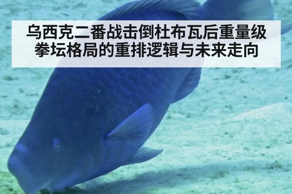 乌西克二番战击倒杜布瓦后重量级拳坛格局的重排逻辑与未来走向（jiuyouhui）